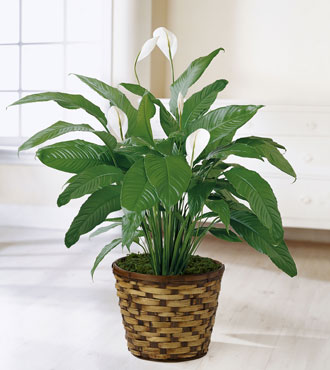 FTD® Spathiphyllum