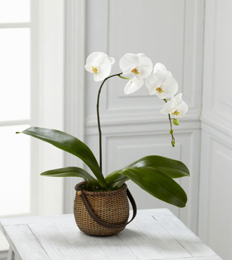 FTD® White Phalaenopsis Orchid