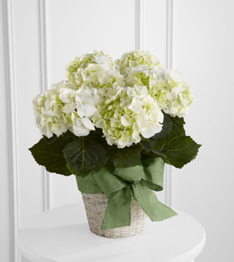 FTD® White Hydrangea Planter