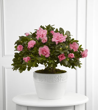 FTD® Vibrant Sympathy™ Planter