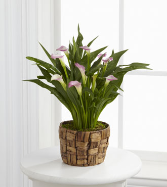 FTD® Calla Lily Planter