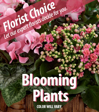 Florist Choice - Blooming Plants