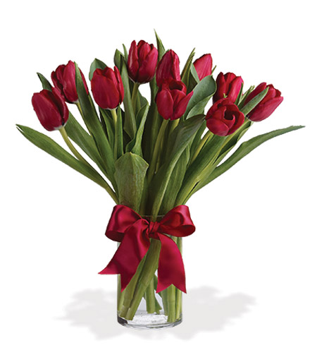 Radiantly Red Tulips