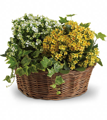 Image of Basket of Joy Flower Delivery