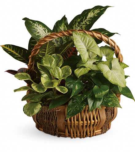 Emerald Garden Basket