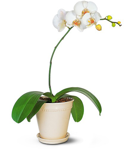 White Phalaenopsis Orchid Flower Delivery