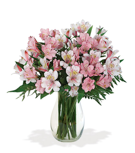 Pink & White Alstroemeria