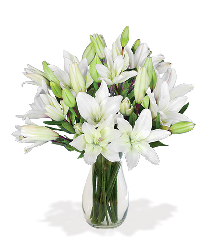 White Classic Lily