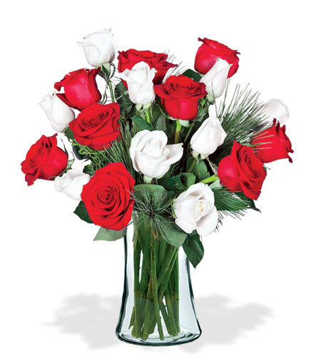 18 Red & White Holiday Roses