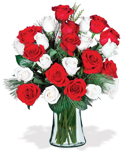 24 Red & White Holiday Roses
